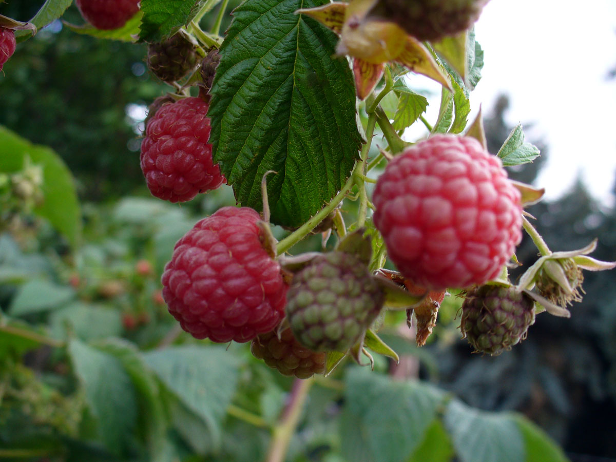 berries by Susan Fluegel